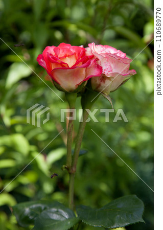 Beautiful pink rose bush growing in the garden.. Beautiful pink rose bush growing in the garden.. 110689770