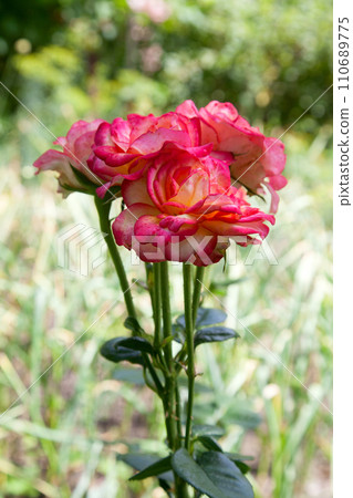 Beautiful pink rose bush growing in the garden.. Beautiful pink rose bush growing in the garden.. 110689775