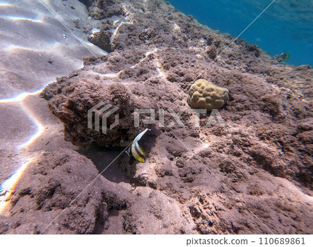 Red Sea bannerfish (Heniochus intermedius) at coral reef.. Red Sea bannerfish (Heniochus intermedius) at coral reef.. 110689861