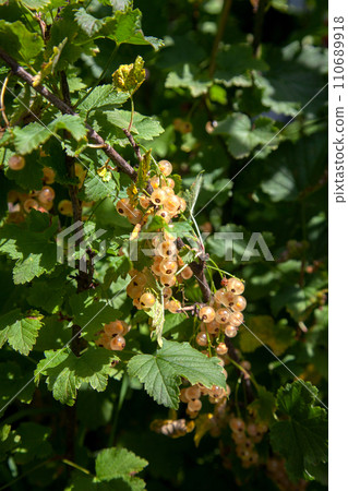 Brush of white currant berries among green leaves. Brush of white currant berries among green leaves. 110689918