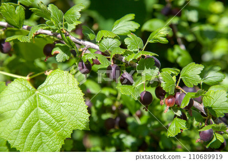 Ripe gooseberries in the garden on the bush. . Ripe gooseberries in the garden on the bush. . 110689919