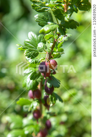 Ripe gooseberries in the garden on the bush. . Ripe gooseberries in the garden on the bush. . 110689920