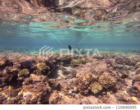 Bluespotted cornet fish, smooth cornet fish or smooth flutemouth at coral reef.. Bluespotted cornet fish, smooth cornet fish or smooth flutemouth at coral reef.. 110690095