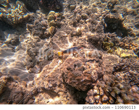 Birdmouth wrasse (Gomphosus Caeruleus) at coral reef.. Birdmouth wrasse (Gomphosus Caeruleus) at coral reef.. 110690113