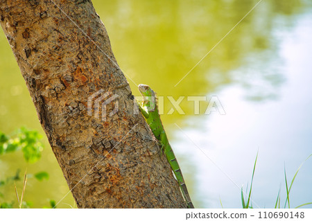 小鬣蜥爬樹 小鬣蜥爬樹 110690148