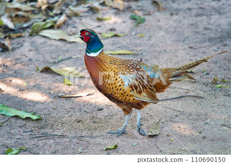 一隻邁步的雉雞 110690150