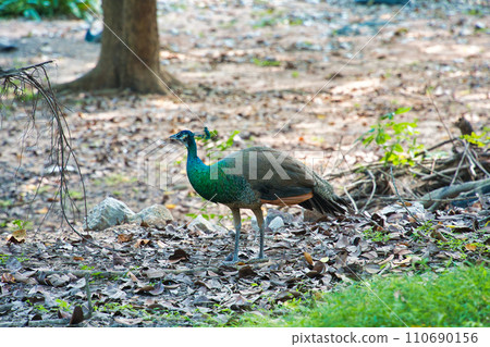cute peacock cute peacock 110690156