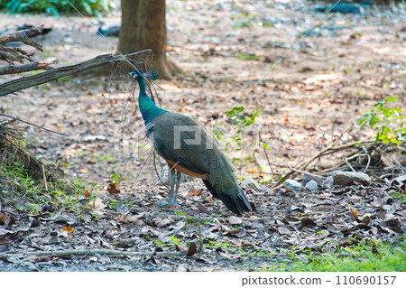 cute peacock cute peacock 110690157