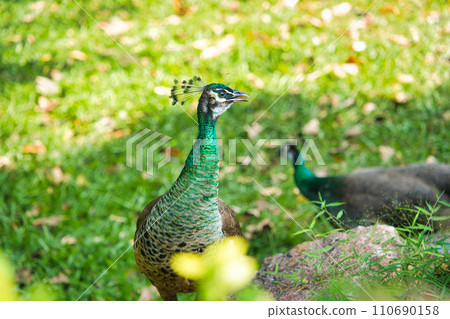 cute peacock cute peacock 110690158
