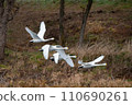 Tundra swan taking flight 110690261