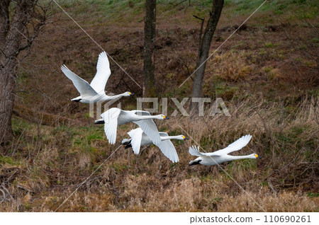 苔原天鵝起飛 110690261