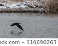 Great cormorant that took off 110690263