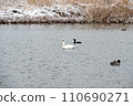 Tundra swan and cormorant 110690271