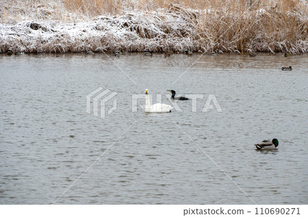 Tundra swan and cormorant 110690271