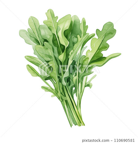 Watercolor fresh arugula leaves isolated on white. 110690581