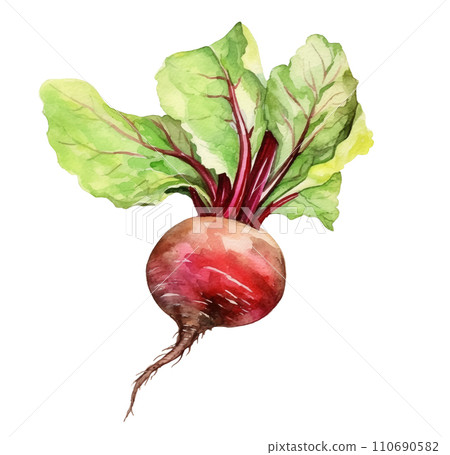 Watercolor beetroot with leaves isolated on white background. 110690582