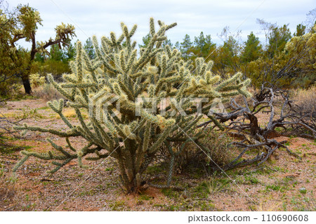 Cholla cactus, Sonora Desert, Mid Spring Cholla cactus, Sonora Desert, Mid Spring 110690608