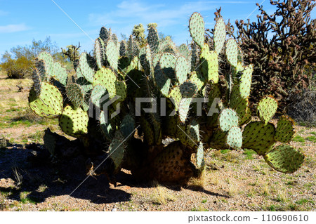 Prickly Pear Cactus Sonora Desert Arizona 110690610