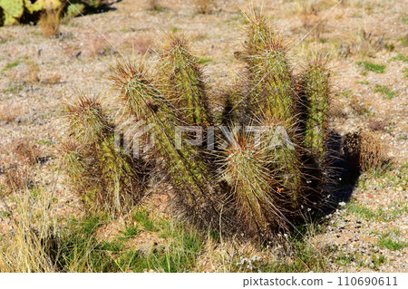 Hedge Hog cactus Hedge Hog cactus 110690611