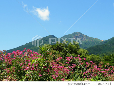 The collaboration between reddish-purple wildflowers and Mt. Bandai in early summer is impressive and beautiful against the blue sky. 110690671