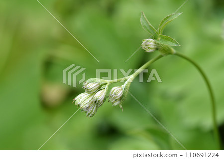 Carnic masterwort Carnic masterwort 110691224