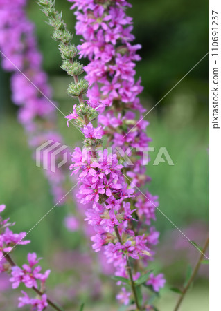 Purple loosestrife 110691237