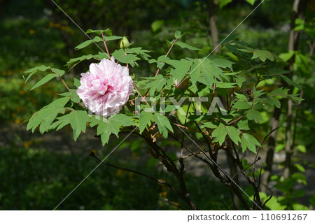 Tree peony 110691267