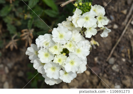 Verbena Empress Flair White 110691273