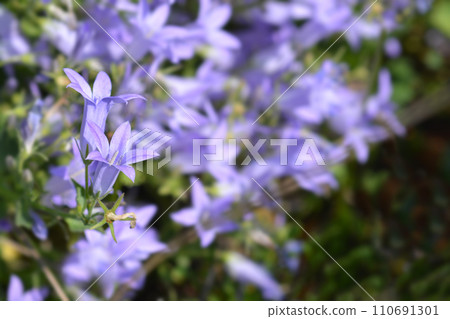 Dalmatian bellflower 110691301