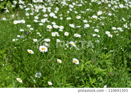White daisy flowers White daisy flowers 110691303