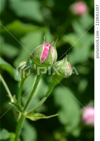 Rose Variegata di Bologna 110691307