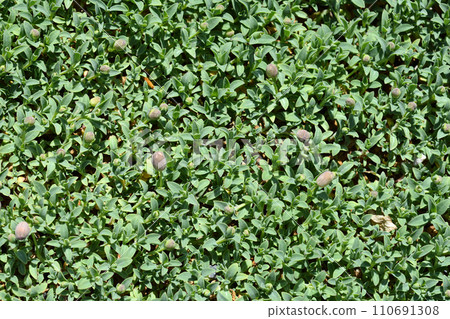 Sea campion 110691308