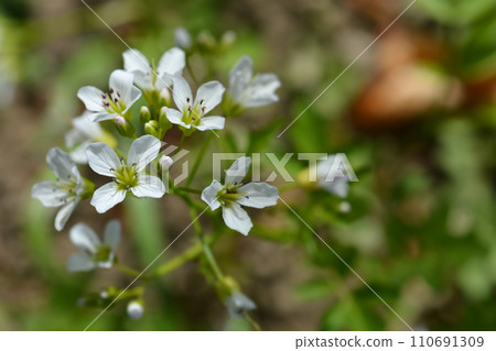 Common bittercress Common bittercress 110691309