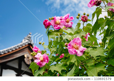天寧寺的醉芙蓉 天寧寺的醉芙蓉 110691579