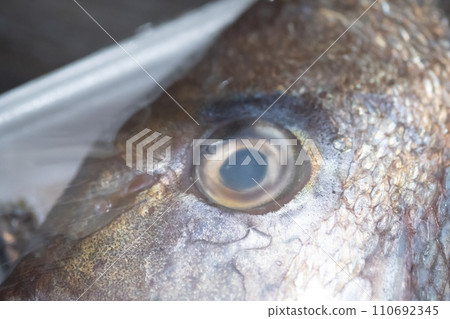 愛媛縣產紅鯛魚包 愛媛縣產紅鯛魚包 110692345
