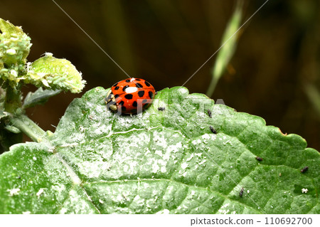 An Asian ladybug attacks a family of aphids. 110692700
