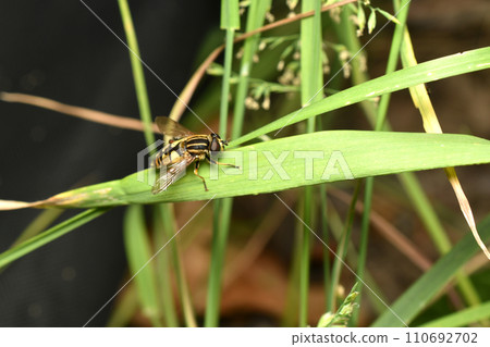 A buzzer fly sits on the grass. 110692702