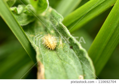 Larva of a pointless ladybug. Larva of a pointless ladybug. 110692704