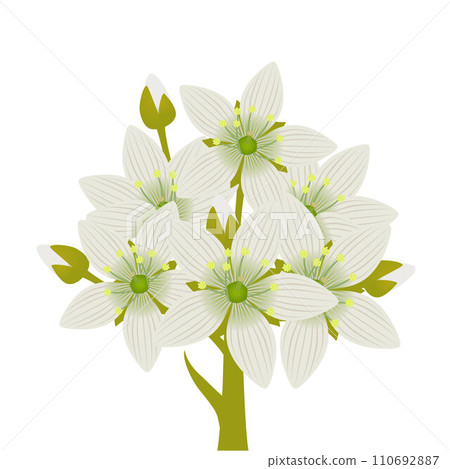 Fresh venus flytrap flowers on a white background. Fresh venus flytrap flowers on a white background. 110692887