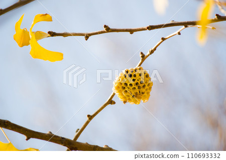 The nest of Ashana-nagi 110693332