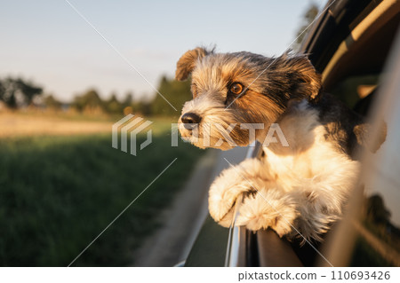Happy lap dog looking out of car window. 110693426