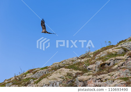 Majestic flight of an eagle over Lofoten's textured landscape captures Arctic Norway's essence Majestic flight of an eagle over Lofoten's textured landscape captures Arctic Norway's essence 110693490