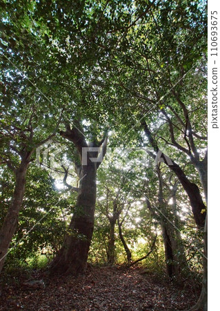 Sunlight filtering through the leaves of the virgin forest (Akiyoshidai/Chojagamori) 110693675