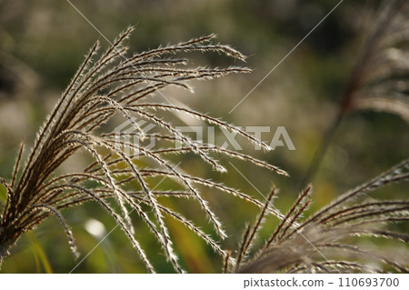 Ears of pampas grass shining in the autumn sun 110693700