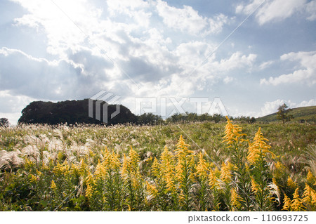 Akiyoshidai, sunny Chojagamori and fields of goldenrod and silver grass 110693725