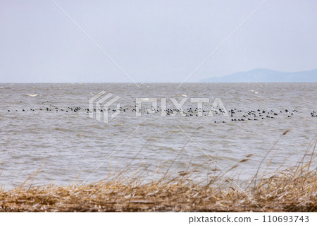 Winter wonderland at the fabulous Lake Balaton of Hungary Winter wonderland at the fabulous Lake Balaton of Hungary 110693743
