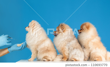 Pomeranian spitz dog - line (queue) for vaccination at the veterinarian Pomeranian spitz dog - line (queue) for vaccination at the veterinarian 110693770