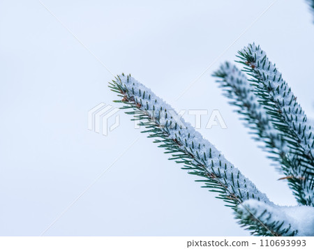 Green fir branches in winter covered with snow. Branches of fir tree as background. Frosty spruce branches. Outdoor with snowy winter nature. Forest landscape Green fir branches in winter covered with snow. Branches of fir tree as background. Frosty spruce branches. Outdoor with snowy winter nature. Forest landscape 110693993