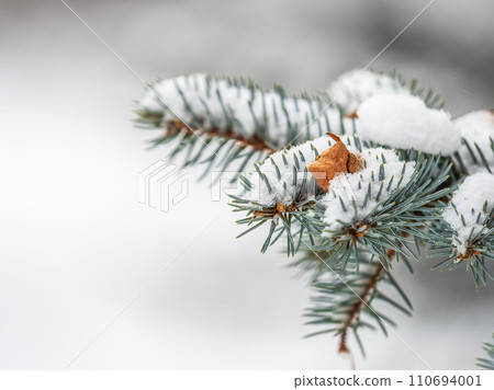 Green fir branches in winter covered with snow. Branches of fir tree as background. Frosty spruce branches. Outdoor with snowy winter nature. Forest landscape Green fir branches in winter covered with snow. Branches of fir tree as background. Frosty spruce branches. Outdoor with snowy winter nature. Forest landscape 110694001