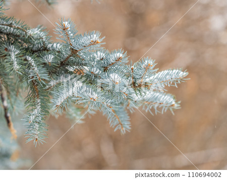 Green fir branches in winter covered with snow. Branches of fir tree as background. Frosty spruce branches. Outdoor with snowy winter nature. Forest landscape Green fir branches in winter covered with snow. Branches of fir tree as background. Frosty spruce branches. Outdoor with snowy winter nature. Forest landscape 110694002